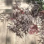 Au Fond Du Jardin Saint-Saëns
