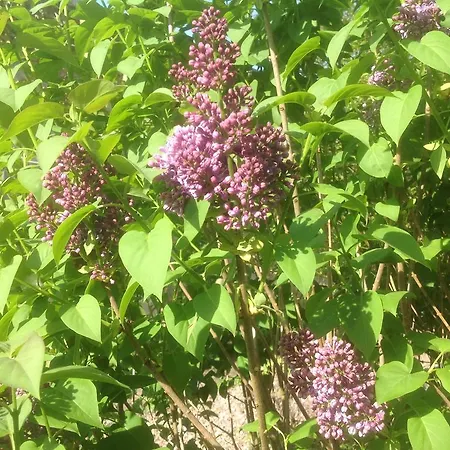 Au Fond Du Jardin *
