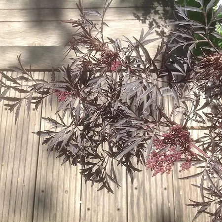 Au Fond Du Jardin Saint-Saens