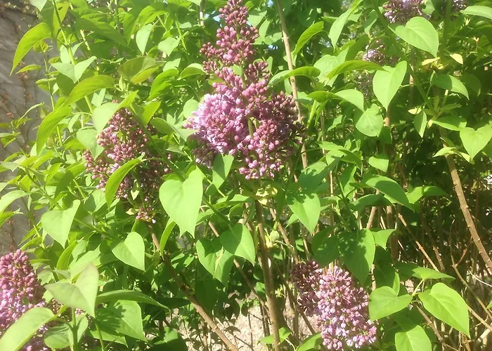 Au Fond Du Jardin 3*