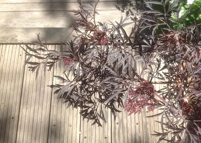 Au Fond Du Jardin Saint-Saëns